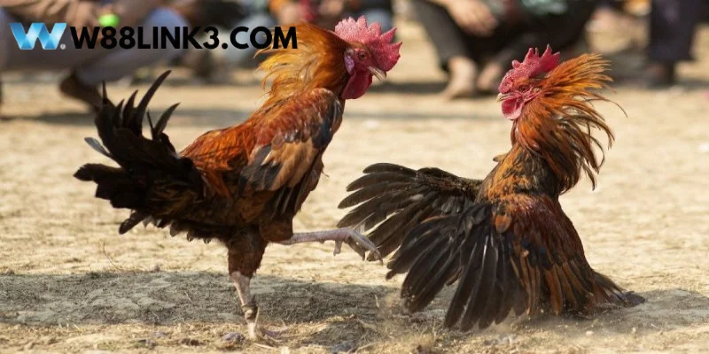 Tìm hiểu thông tin của người đứng sau trận đá gà 24 tỷ